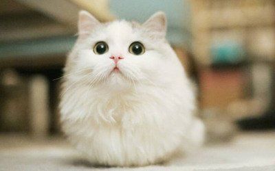 猫咪空调病常见的预防方法