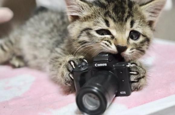 日本猫奴推主晒小奶猫萌照引网友一片云吸猫