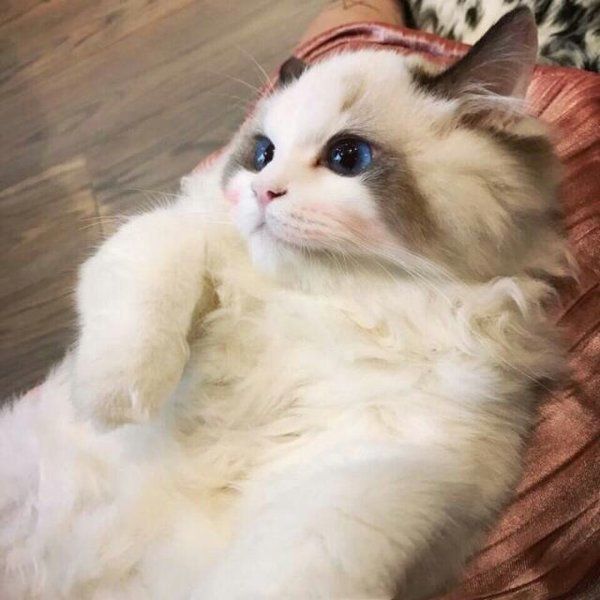 【美国短毛猫贵吗】美国短毛猫好养吗
