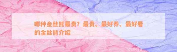 哪种金丝熊最贵？最贵、最好养、最好看的金丝熊介绍