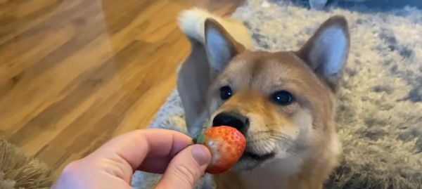 提升狗狗的免疫力，轻松驱虫抗病！（以宠物为主，呵护你的爱犬健康！）