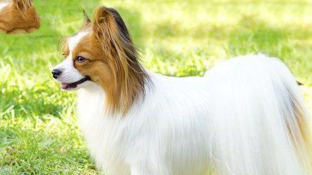 提升狗狗的免疫力，轻松驱虫抗病！（以宠物为主，呵护你的爱犬健康！）