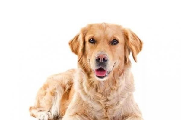 提升狗狗的免疫力，轻松驱虫抗病！（以宠物为主，呵护你的爱犬健康！）