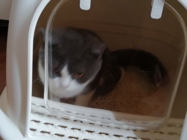 卖猫