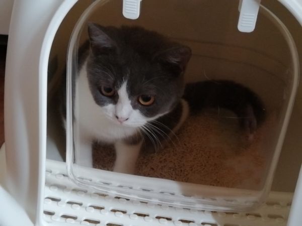 卖猫