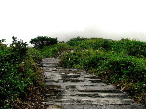 梵净山·花草鸟