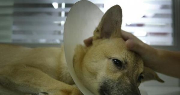 狗狗急性胰腺炎的引发原因探究（探寻宠物的生活方式和饮食习惯对犬只胰腺健康的影响）