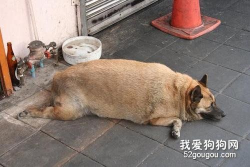 如何防止狗变得肥胖和懒惰？