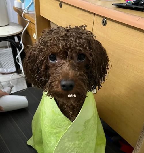 狗狗美容护理指南——让你的宠物更健康更美丽（如何保持狗狗的健康、清洁和美丽？）