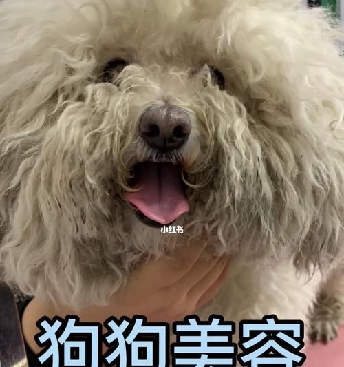 狗狗美容护理指南——让你的宠物更健康更美丽（如何保持狗狗的健康、清洁和美丽？）