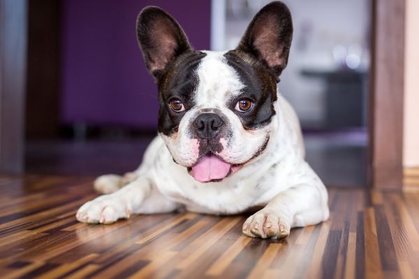 tipos de Bulldog francés
