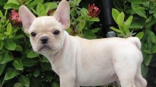 法国斗牛犬的适宜体重究竟是多少（以宠物为主）