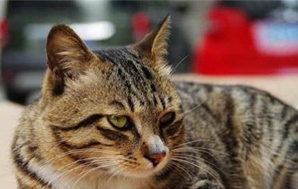 狸花猫几个月才认主人