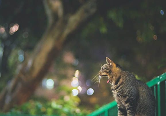 狸花猫几个月才认主人