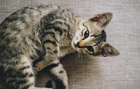 狸花猫和美短的区别？