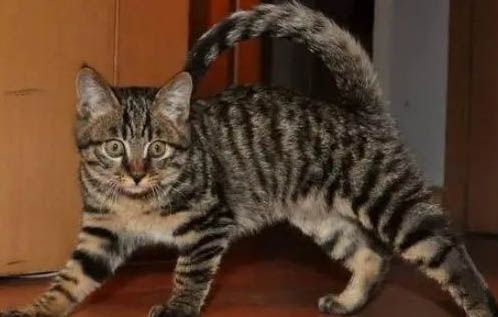 狸花猫亲近主人的表现