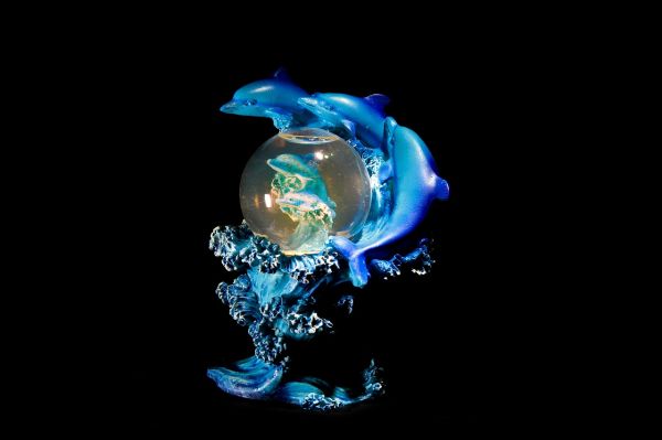 来龙鱼是怎么样的鱼类图片（龙鱼是怎么繁殖的） 水族问答 第3张