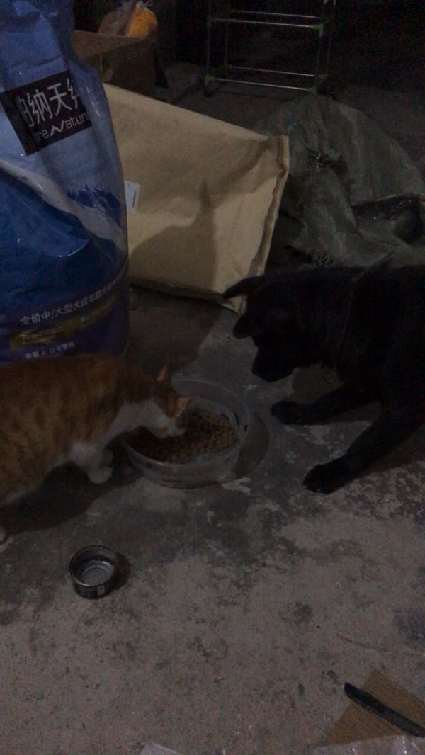 伯纳天纯 狗粮中大型成犬金毛拉布拉多阿拉斯加萨摩边牧粮15kg晒单图