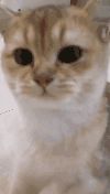 ROYAL CANIN 皇家 幼猫全价粮 2kg