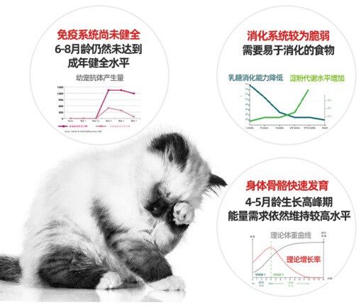 ROYAL CANIN 皇家 幼猫全价粮 2kg