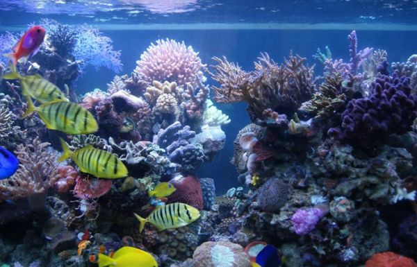 水族岩石巧分类 鱼缸石头分种类