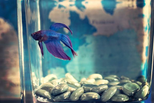 名亨水族鱼缸加盟官网电话的安装方法，《江南百景图》名亨水族鱼缸加盟官网电话安装方法
