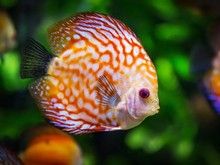 漳州仓鼠出售 漳州花鸟鱼虫服务 活泼仓鼠出售咯