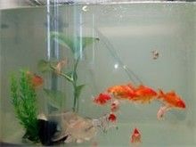 漳州仓鼠出售 漳州花鸟鱼虫服务 活力满满仓鼠售