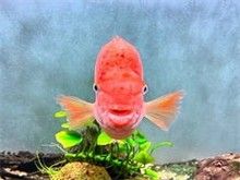 漳州仓鼠出售 漳州花鸟鱼虫服务 乖巧健康仓鼠卖
