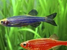漳州仓鼠出售 漳州花鸟鱼虫服务 活力仓鼠找新家