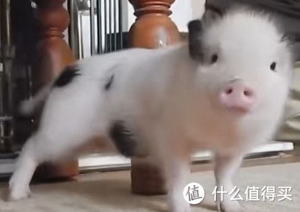 除猫狗以外的萌宠推荐，你会养哪个？