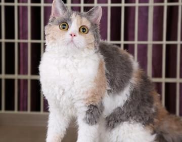 塞尔凯克卷毛猫价格多少,塞凯卷毛猫优缺点