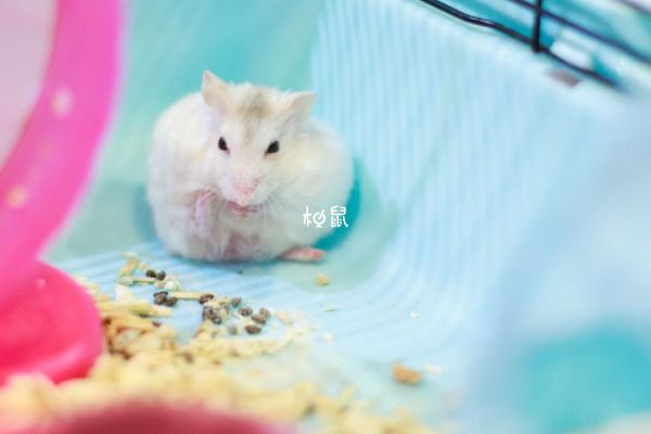 孕妇养仓鼠只看不摸胎儿可能会畸形