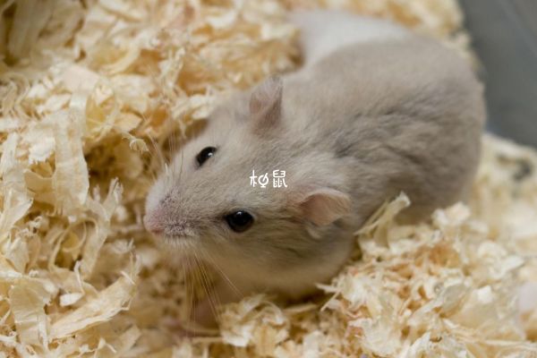 孕妇养仓鼠应该减少接触