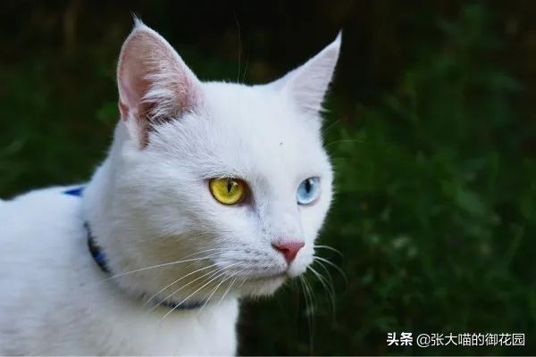 宠物羊奶粉是智商税吗