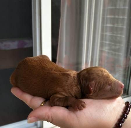 小狗断奶的全过程（宠物主人必读的养犬秘诀）