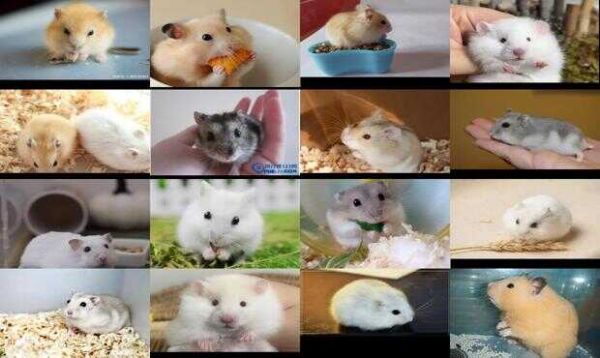 温顺的仓鼠品种
