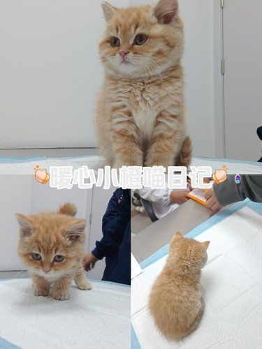 拒绝猫贩子虚假疫苗接种