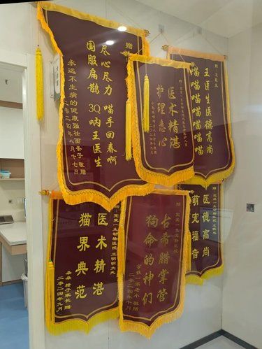 如果西安只能推荐一家宠物医院，那么……