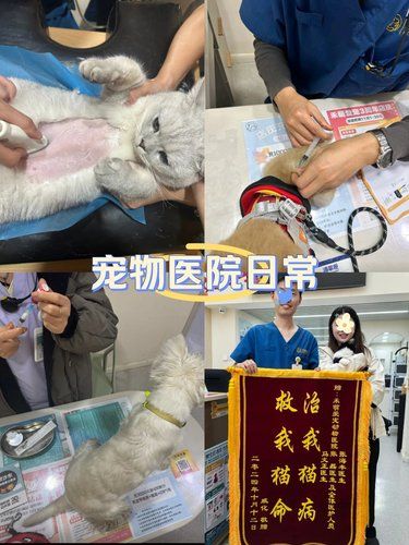 在西安！！总算找到了靠谱的宠物医院