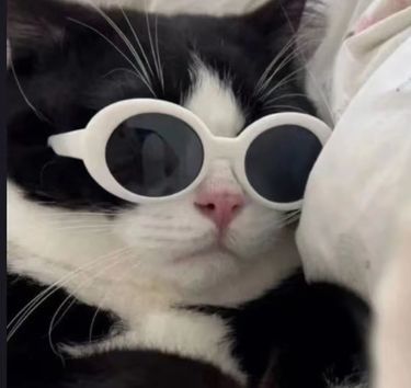 猫咪表情包大放送