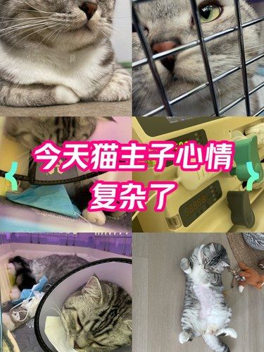 ～小喵皮病了～