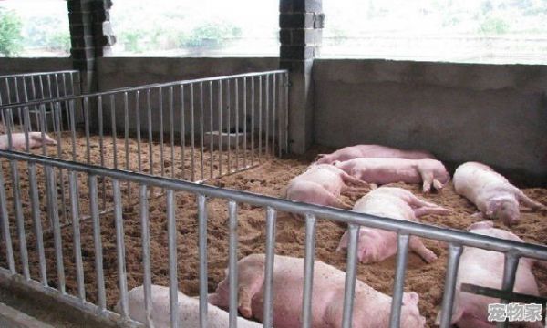 养殖什么动物风险最小，收益稳定