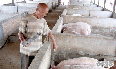 本人想喂母猪，请问有什么风险