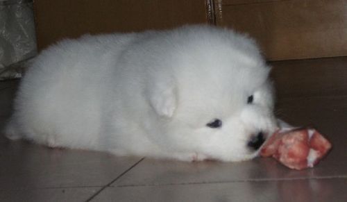 萨摩耶犬的日常护理和喂养技巧全解析