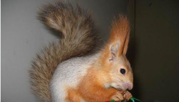 如何饲养欧亚红松鼠(从宠物的选购到日常护理)
