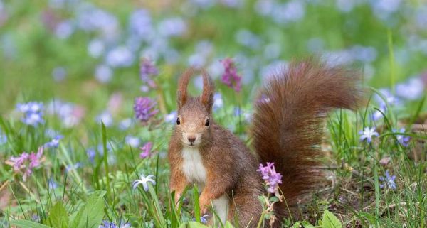 如何饲养欧亚红松鼠(从宠物的选购到日常护理)