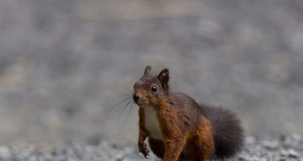 如何饲养欧亚红松鼠(从宠物的选购到日常护理)