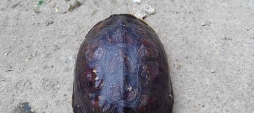 以锯缘龟为宠物的饲养指南(如何养护健康的锯缘龟——以喂食)