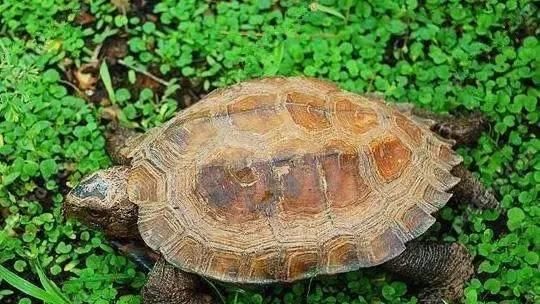 以锯缘龟为宠物的饲养指南(如何养护健康的锯缘龟——以喂食)